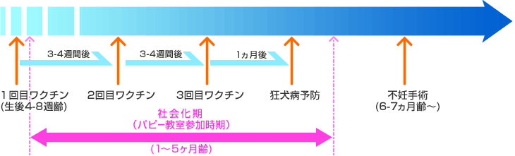 新しくワンちゃんを迎える方に